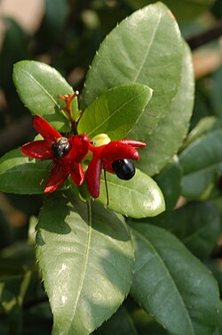 Ochna kirkii