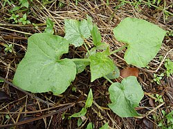 Mlunić, Sicyos angulatus