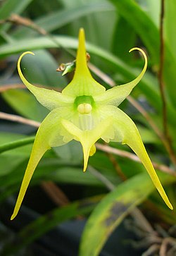 Aeranthes arachnites