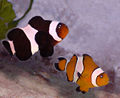 Amphiprion ocellaris