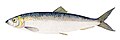 Clupea harengus