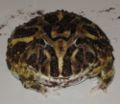 Ceratophrys cranwelli