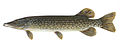 Esox lucius