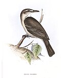 slika 2. Agriornis micropterus