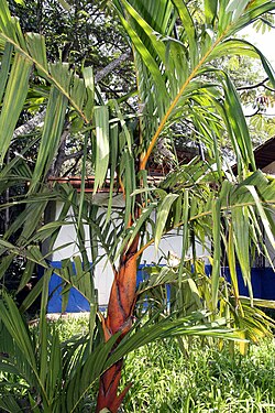 Areca vestiaria