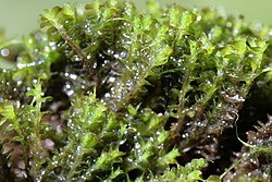 Jungermannia obovata