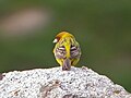 Emberiza bruniceps