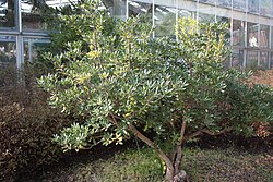 Pittosporum tobira