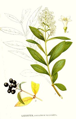 L. vulgare, ilustracija