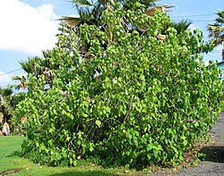 kritično ugrožena vrsta Abutilon sandwicense sa otoka Oahu