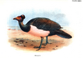 slika 1. Macrocephalon maleo