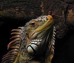 Zelena iguana (Iguana iguana)