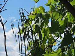 Catalpa bignonioides