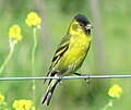 Carduelis barbata (mužjak)