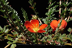 Hypseocharis pimpinellifolia