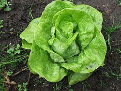 Lactuca sativa