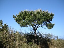 Osamljeni P. luchuensis, otok Chichi-jima