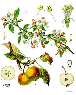 Jabuka (Malus domestica)