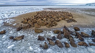 Pogreška pri izradbi sličice: Walruses lying on Northbrook Island. Russian Arctic National Park Ilya Timin