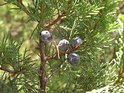 Juniperus excelsa