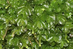 Jungermannia subulata