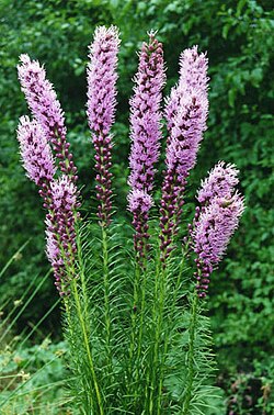 Liatris spicata