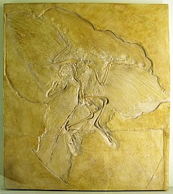Berlinski Archaeopteryx