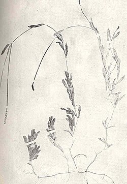 Potamogeton heterophyllus