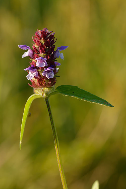 Datoteka:Prunella vulgaris - harilik käbihein.jpg