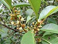 Sideroxylon wightianum