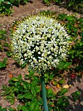 Allium cepa