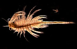 Artemia monica, porodica Artemiidae