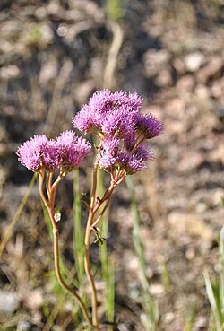 Gyptis tanacetifolia (sin. Eupatorium tanacetifolium)