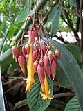 Csapodya splendens