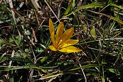 Nothoscordum felipponei (sin. Ipheion sellowianum)
