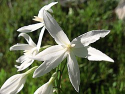 Leucocoryne ixioides