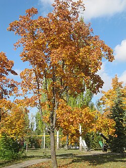 Acer platanoides, Rusija