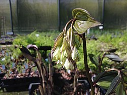Disporum megalanthum