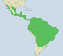 Rasprostranjenost ocelota