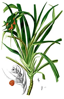 ilustracija, Pandanus humilis