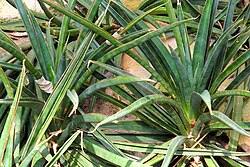 Dracaena aethiopica (sin. S. aethiopica)