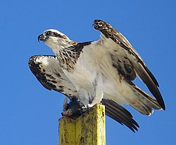 Bukoč (Pandion haliaetus)