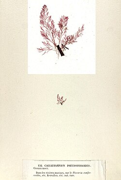 Aglaothamnion pseudobyssoides