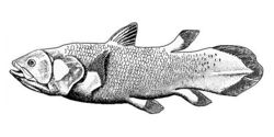 Celakant, Latimeria chalumnae