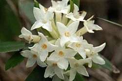 Blagajev likovac u cvatu