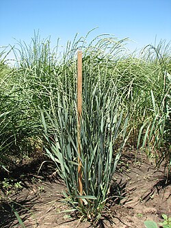 Thinopyrum intermedium