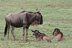 Ženka i telad plavog gnua u Nacionalnom parku Serengeti (Tanzanija)