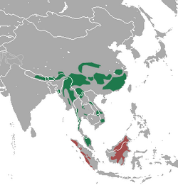 Područje rasprostranjenosti roda Neofelis