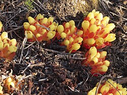 Bušinova ozorina (C. hypocistis)