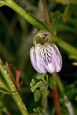 Pogonospermum patulum